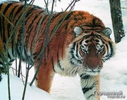 г.Уссурийск